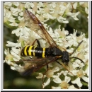 Tenthredo vespa - Blattwespe m02.jpg
